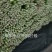 昌黎芹菜大量有货价格美丽需要的联系