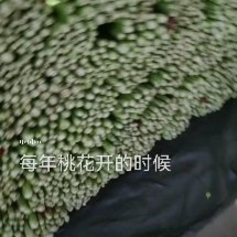 昌黎芹菜大量有货价格美丽需要的联系