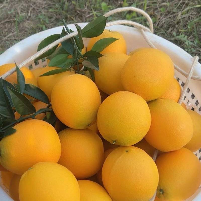 信丰赣南脐橙
