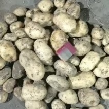 精品黄心土豆真实报价，保证不黑心