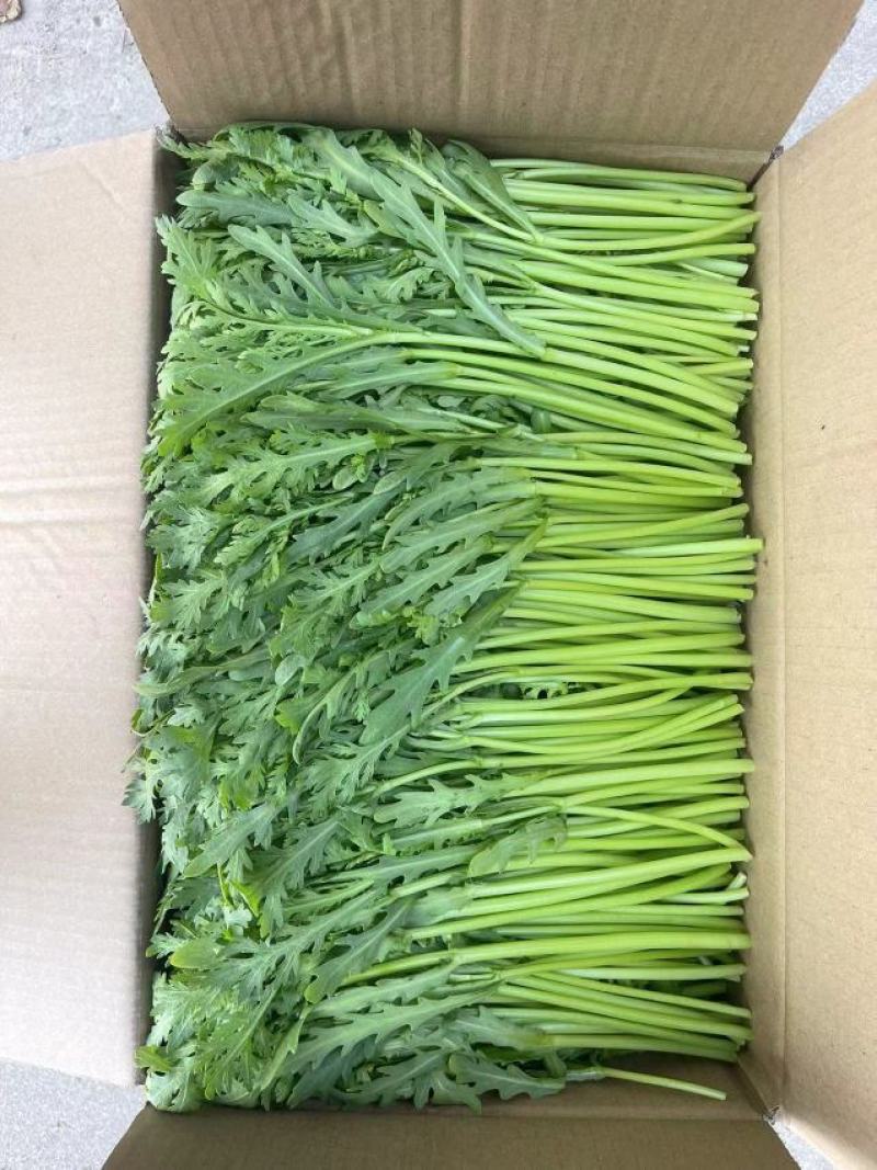 （实力）小叶茼蒿茼蒿菜江苏茼蒿基地直发品质保障
