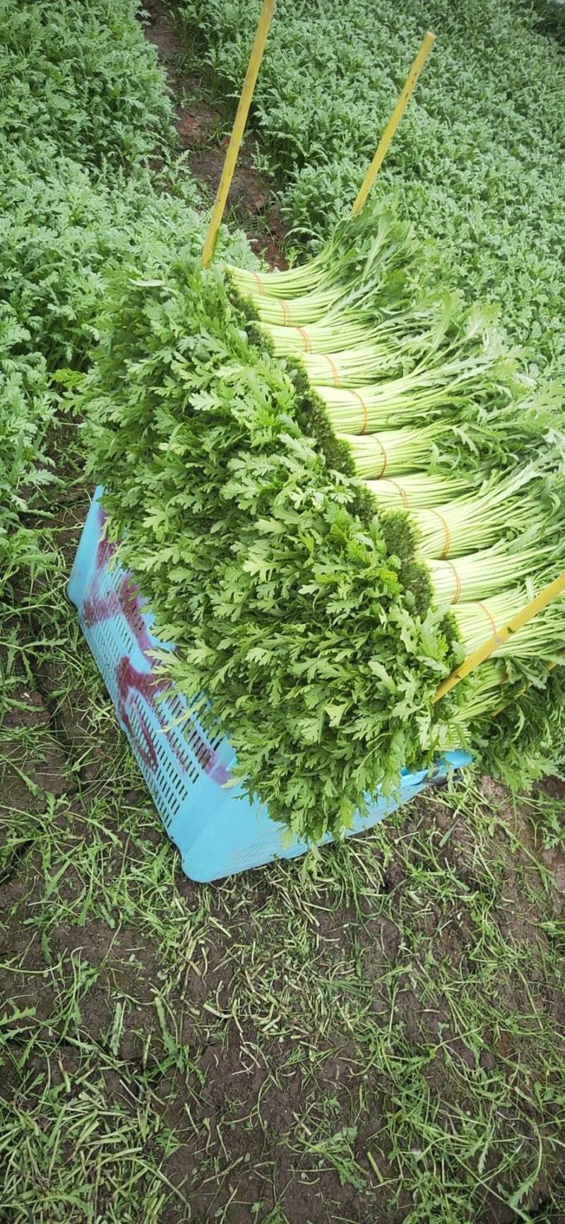 （实力）小叶茼蒿茼蒿菜江苏茼蒿基地直发品质保障