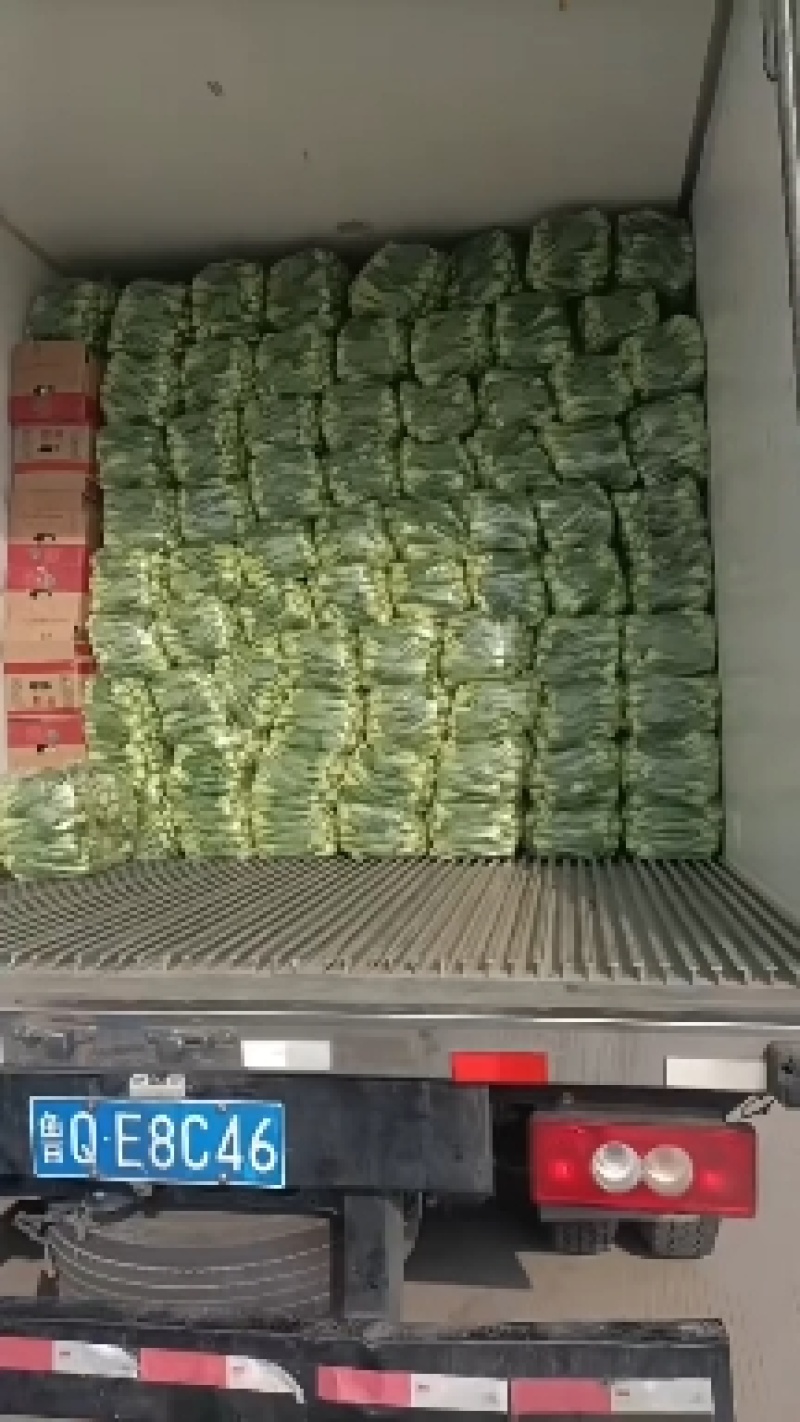 （实力）小叶茼蒿茼蒿菜江苏茼蒿基地直发品质保障