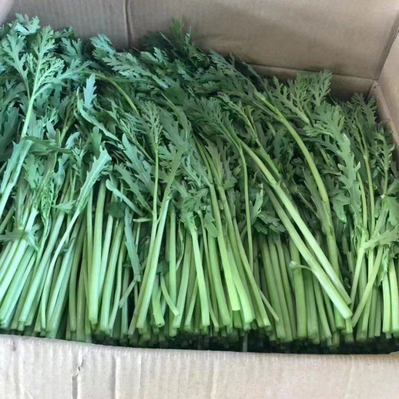 （实力）小叶茼蒿茼蒿菜江苏茼蒿基地直发品质保障