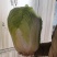 冬储大白菜