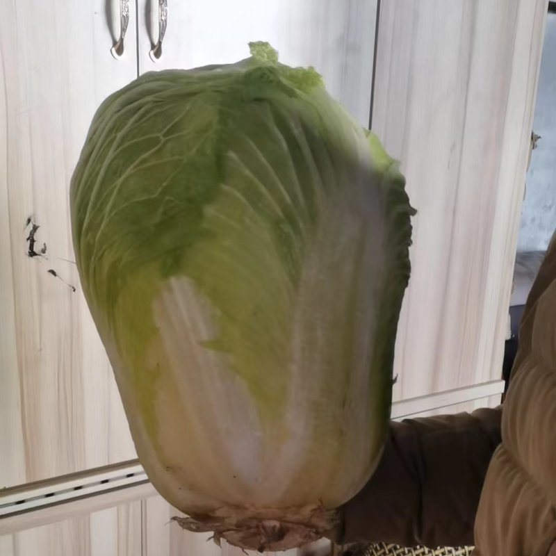 冬储大白菜