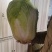 冬储大白菜