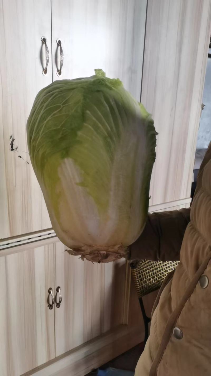 冬储大白菜