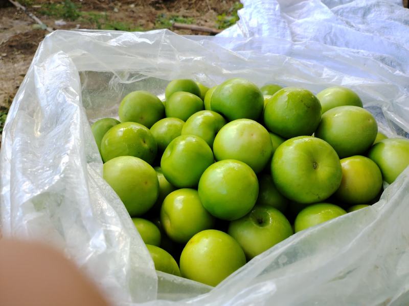 大量供应牛奶大青枣