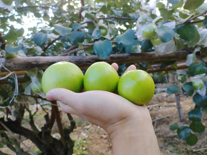 大量供应牛奶大青枣