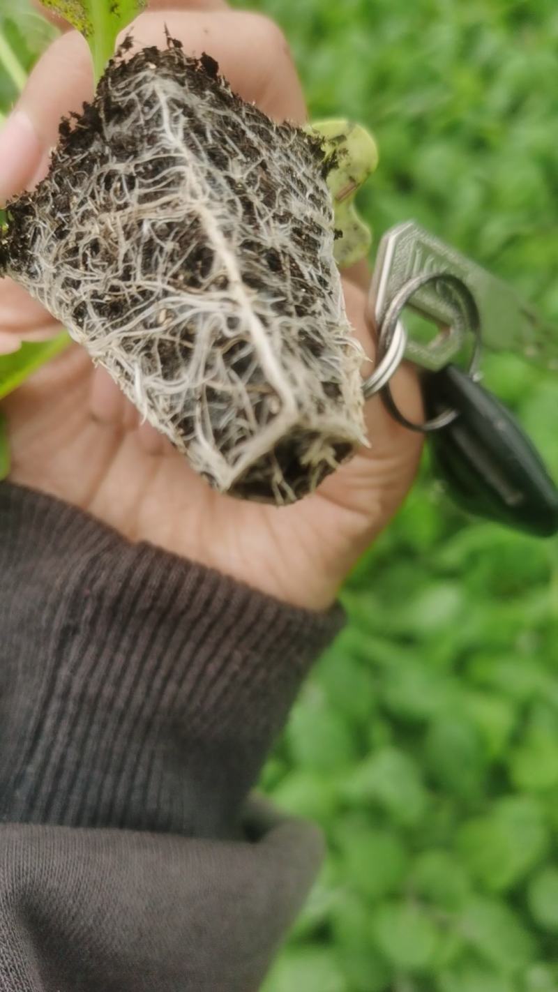 莲花白苗，平顶甘蓝苗，穴盘包菜苗