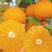 重庆爱媛果冻橙🍊，爆甜多汁，量大从优，对接全国电商平台~