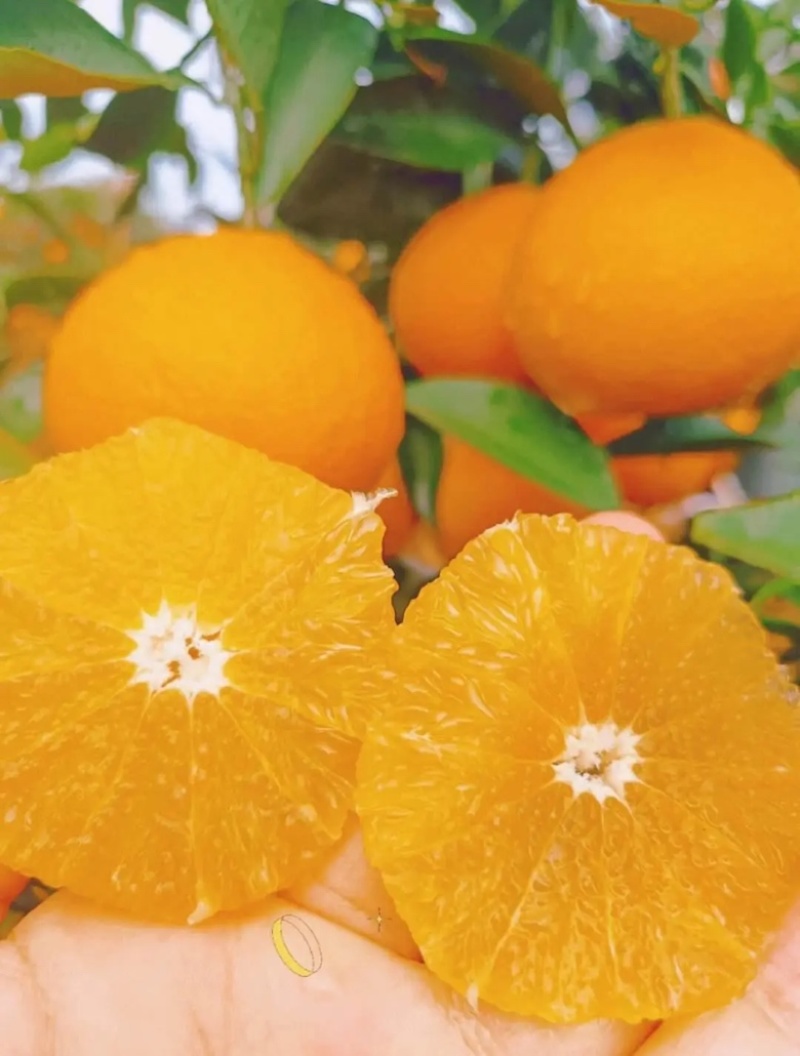 重庆爱媛果冻橙🍊，爆甜多汁，量大从优，对接全国电商平台~