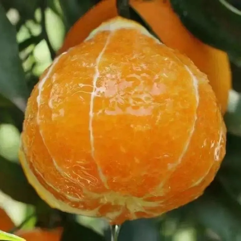 重庆爱媛果冻橙🍊，爆甜多汁，量大从优，对接全国电商平台~
