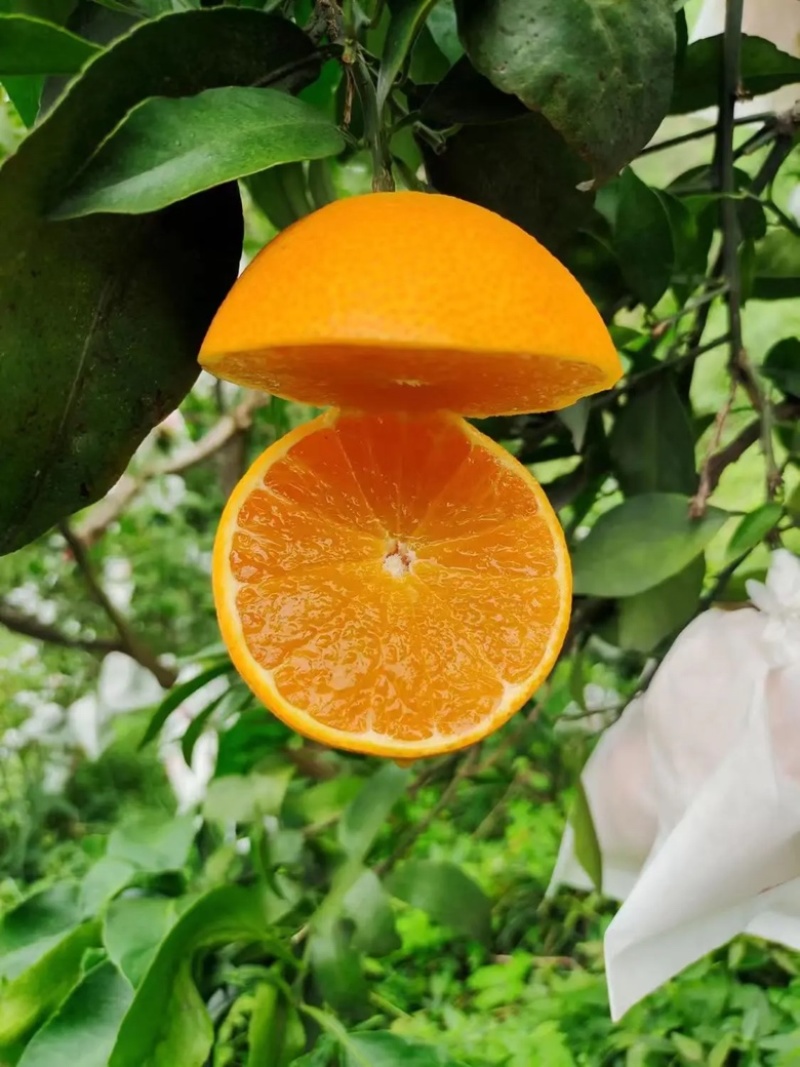 重庆爱媛果冻橙🍊，爆甜多汁，量大从优，对接全国电商平台~