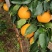 重庆爱媛果冻橙🍊，爆甜多汁，量大从优，对接全国电商平台~