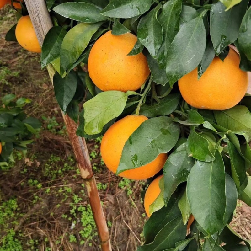 重庆爱媛果冻橙🍊，爆甜多汁，量大从优，对接全国电商平台~