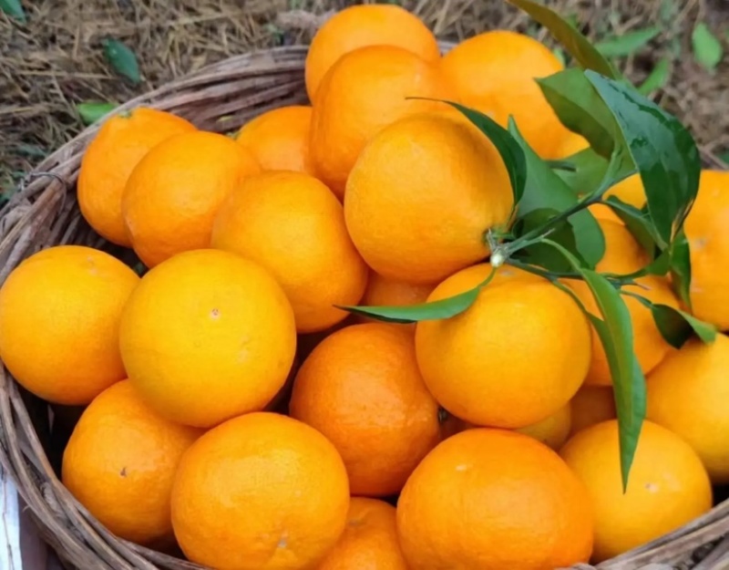 重庆爱媛果冻橙🍊，爆甜多汁，量大从优，对接全国电商平台~