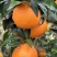 重庆爱媛果冻橙🍊，爆甜多汁，量大从优，对接全国电商平台~