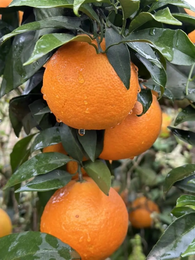 重庆爱媛果冻橙🍊，爆甜多汁，量大从优，对接全国电商平台~