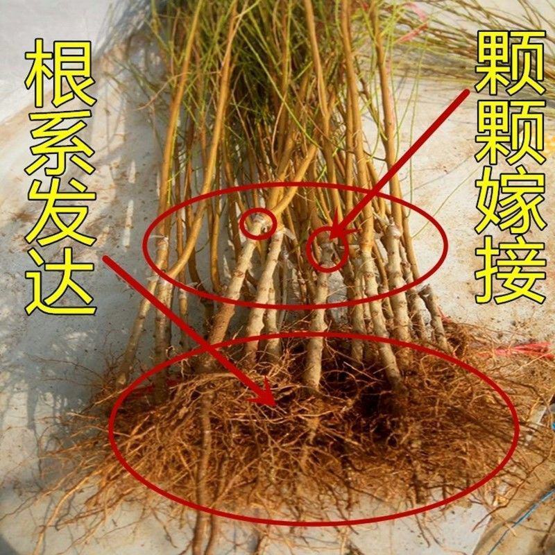 黄桃树苗黄金冠8319老黄金黄金后康发2号