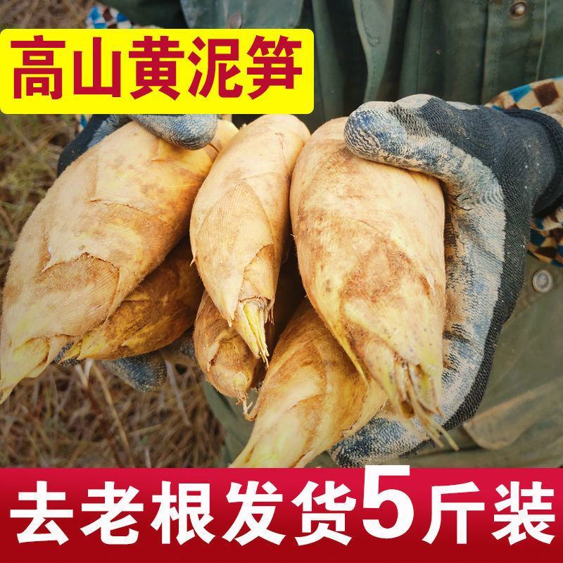 新鲜黄泥冬笋现挖现发包邮产地直发坏包赔一件代发