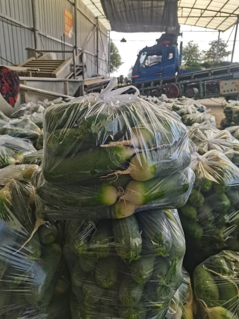水果萝卜菜萝卜皮青肉绿视频看货青萝卜上市三青萝卜代办
