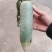水果萝卜菜萝卜皮青肉绿视频看货青萝卜上市三青萝卜代办