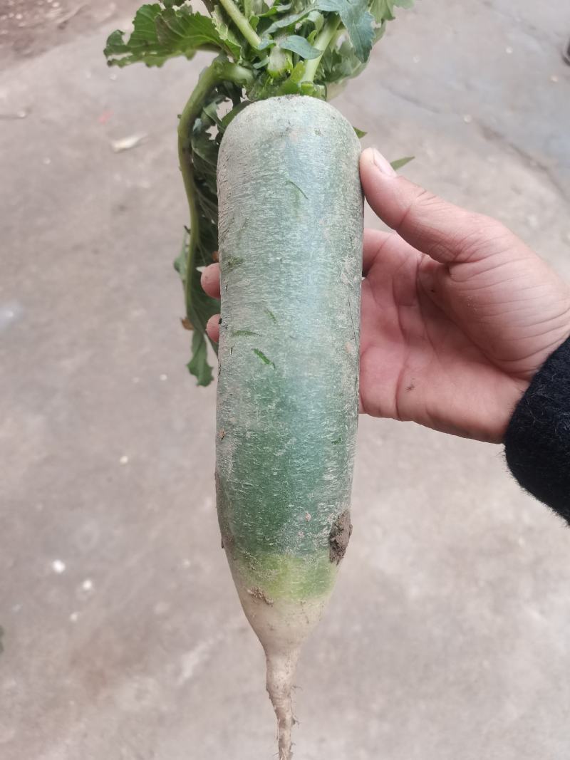 水果萝卜菜萝卜皮青肉绿视频看货青萝卜上市三青萝卜代办
