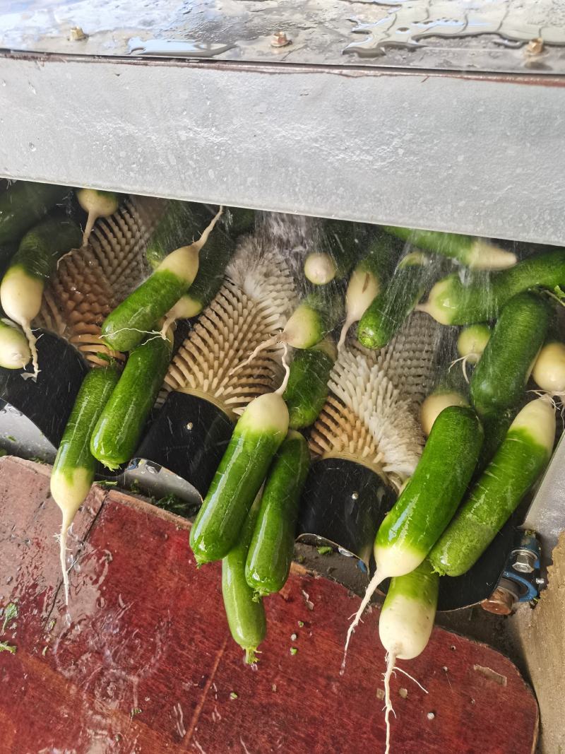 水果萝卜菜萝卜皮青肉绿视频看货青萝卜上市三青萝卜代办