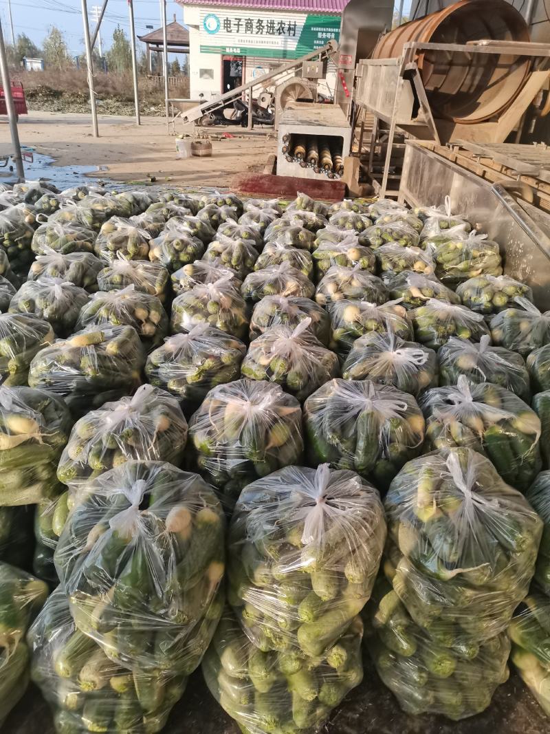 水果萝卜菜萝卜皮青肉绿视频看货青萝卜上市三青萝卜代办