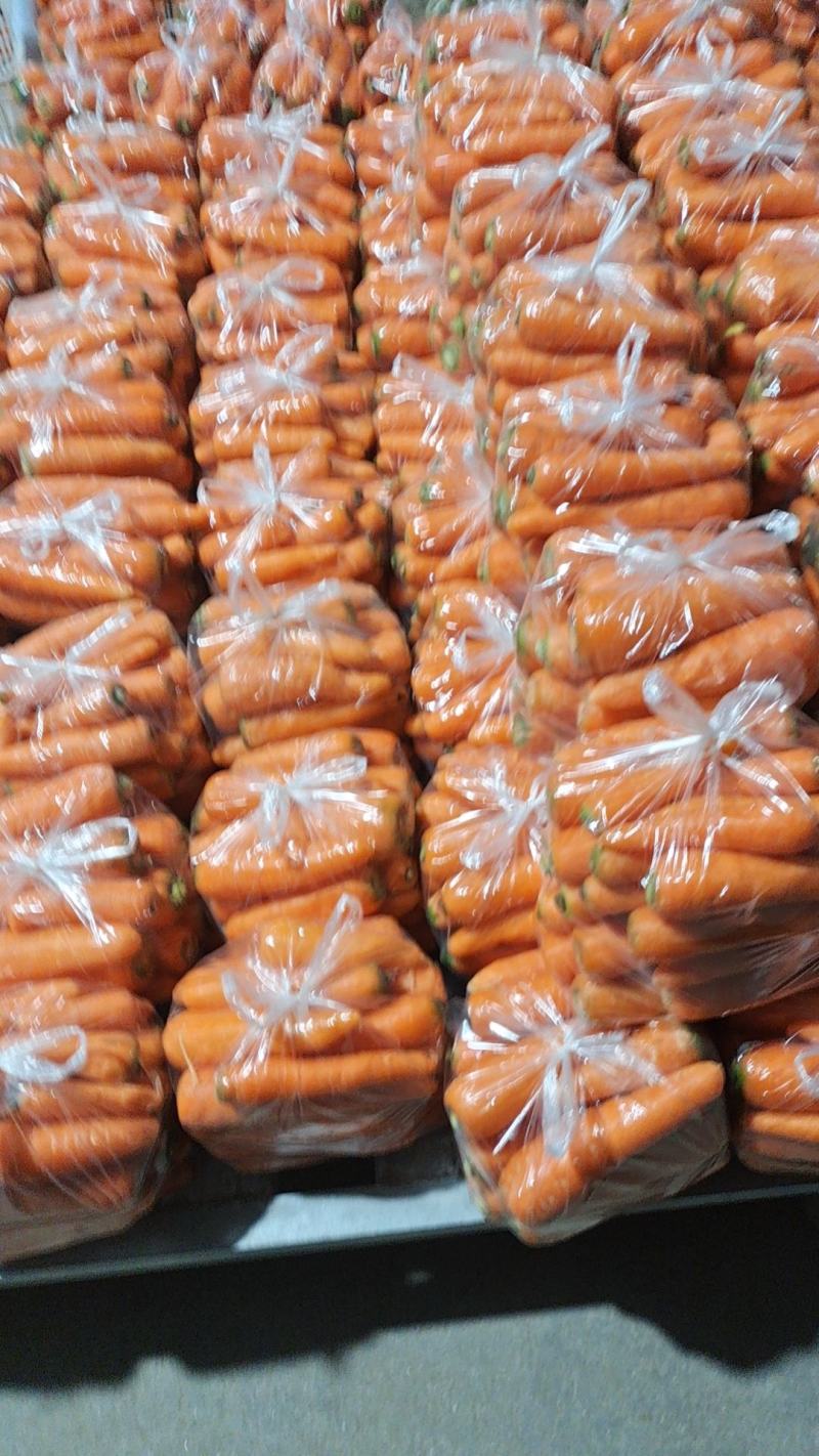 东台胡萝卜大量上市