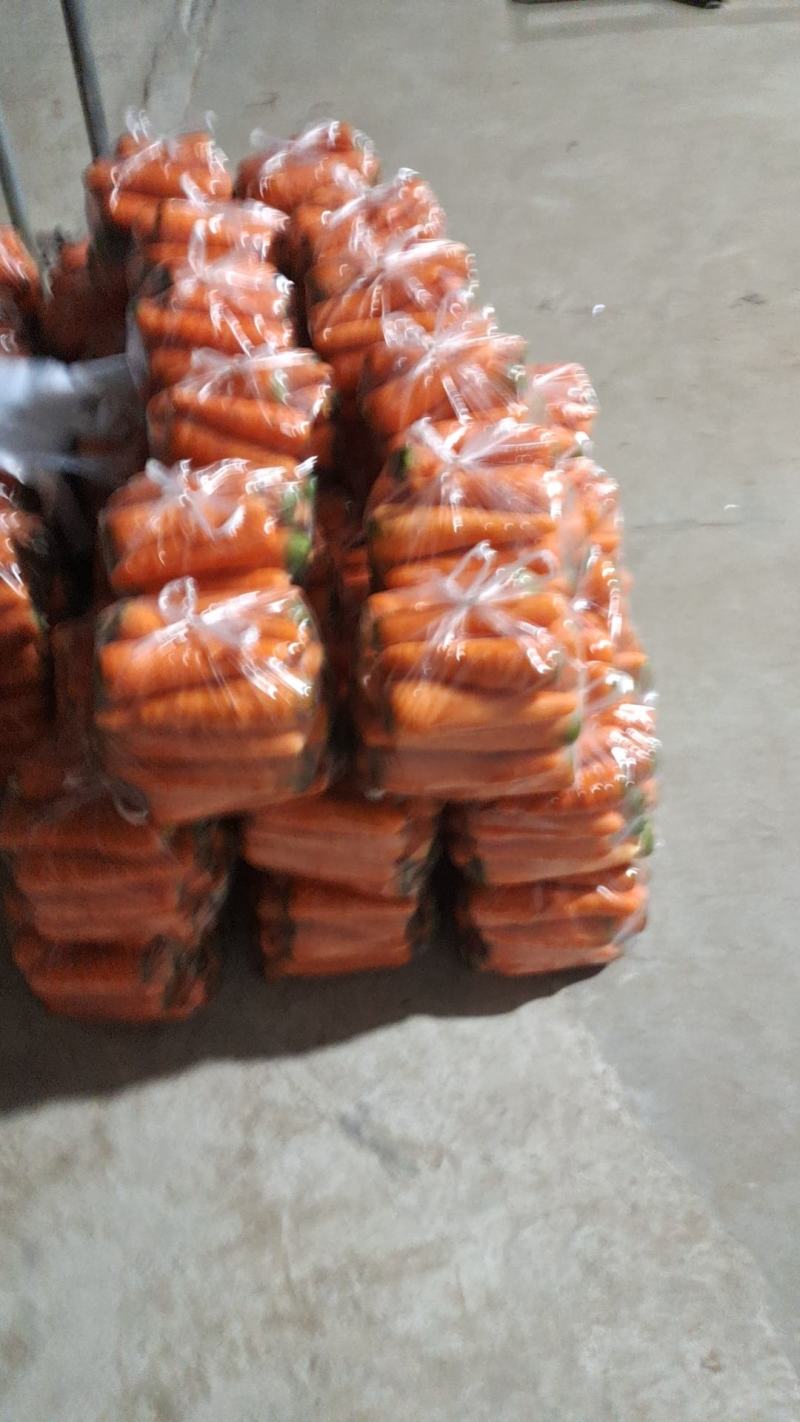 东台胡萝卜大量上市