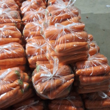 东台胡萝卜大量上市