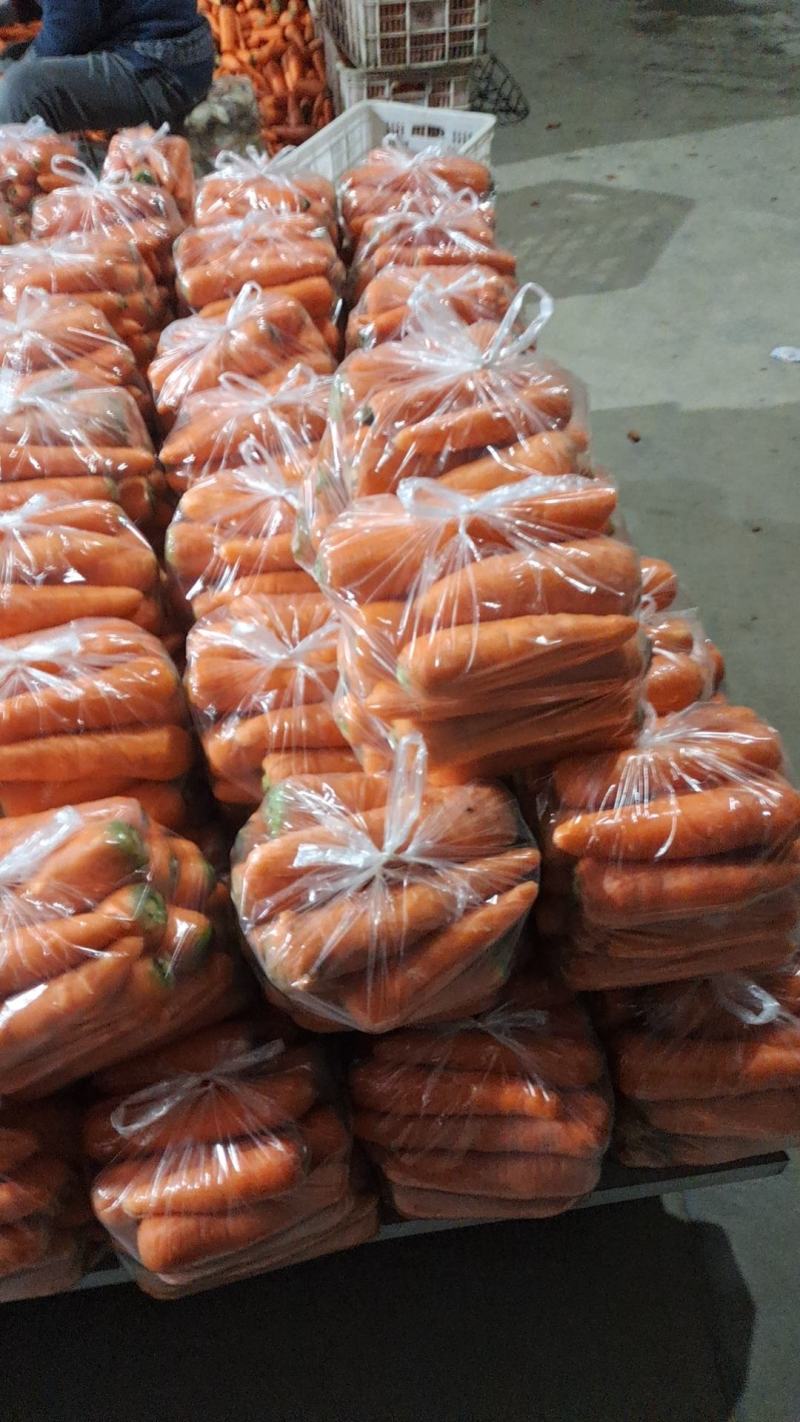 东台胡萝卜大量上市