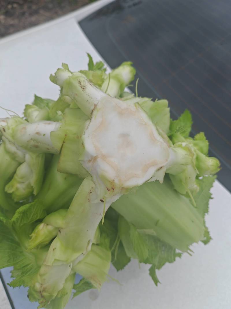 儿菜