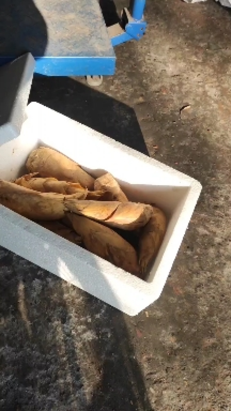 新鲜黄泥冬笋现挖现发包邮产地直发坏包赔一件代发