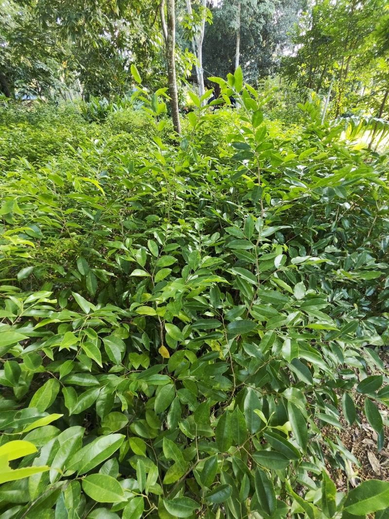 白木沉香苗（购买与了解情况请联系店家）