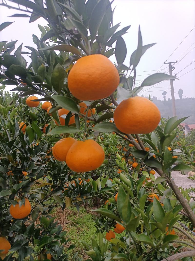 四川耙耙柑，大量上市，量大从优，对接全国市场电商