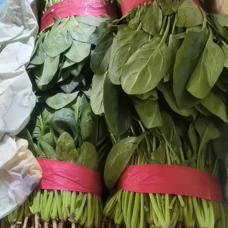 波菜，基地种植，期待更多老板们合作，支持各种包装，