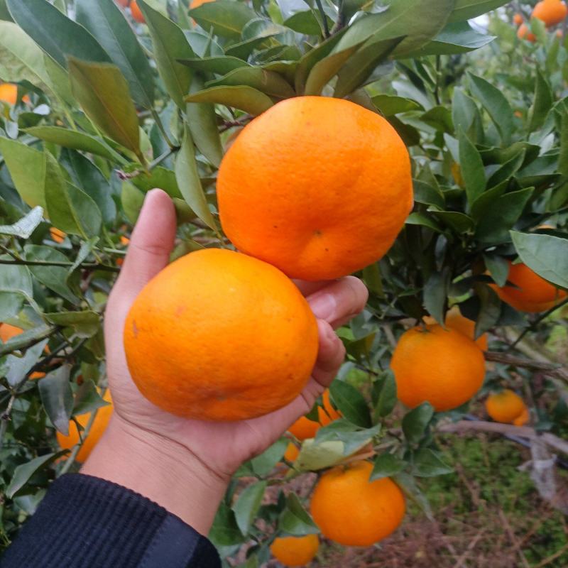四川耙耙柑，大量上市，量大从优，对接全国市场电商