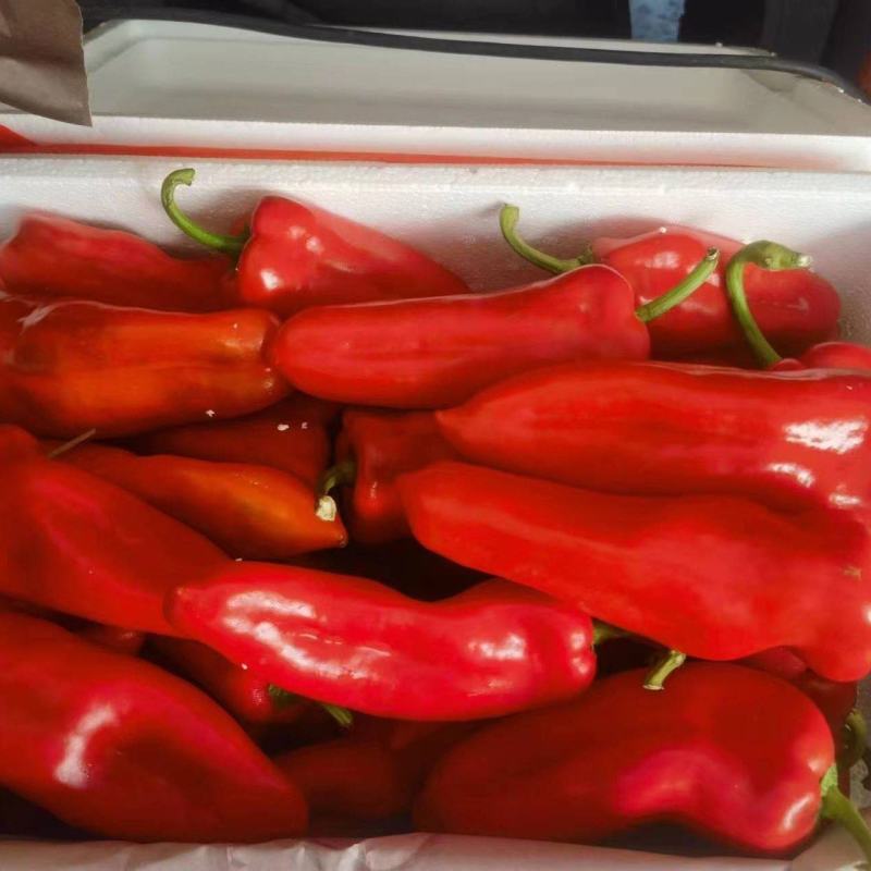 红泡椒，基地种植，自配冷库。支持各种规格打包。