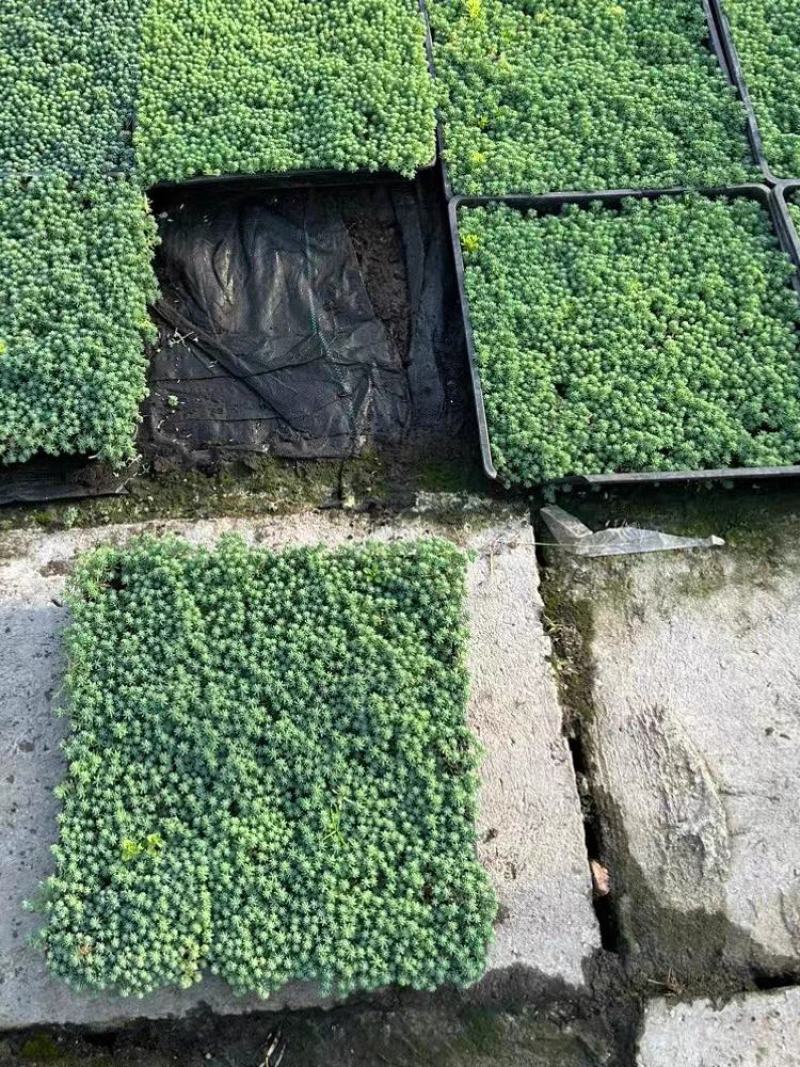 中华景天基地农户种植直销，提供代发货