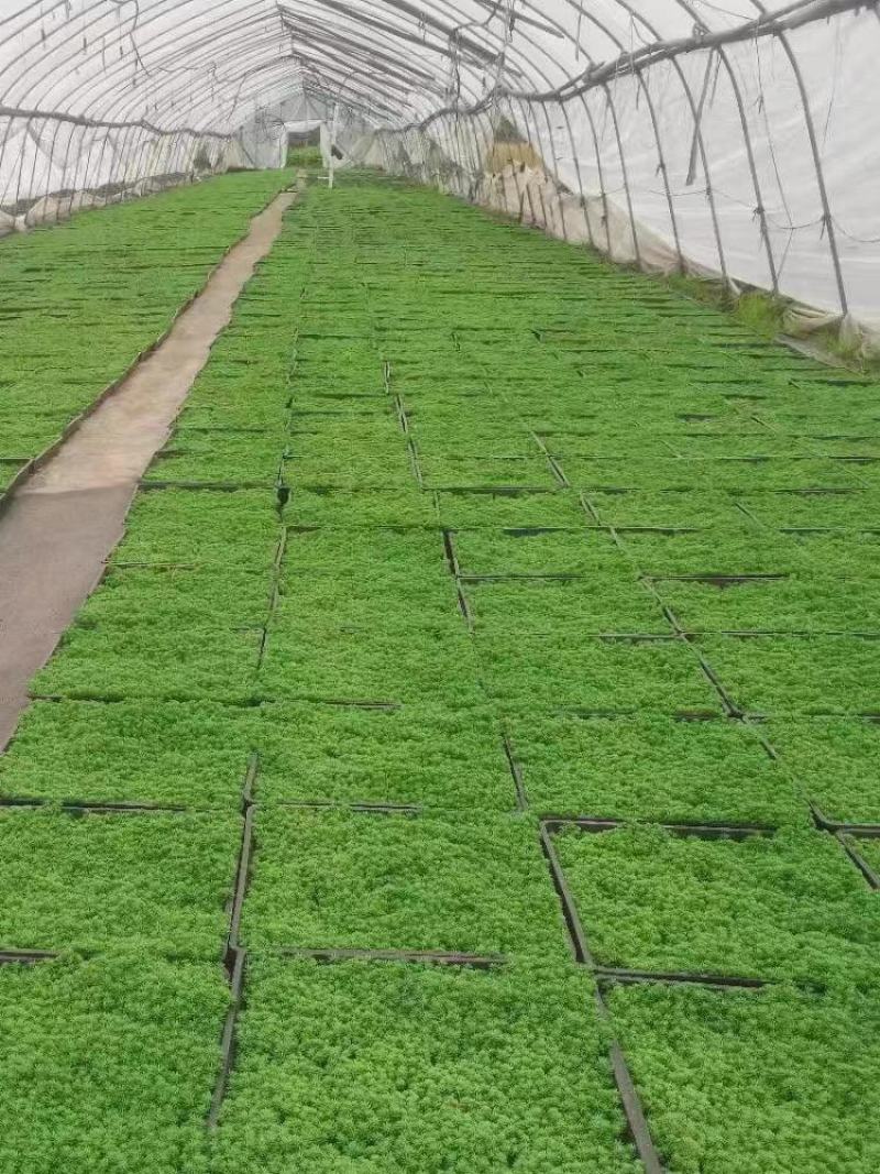 中华景天基地农户种植直销，提供代发货