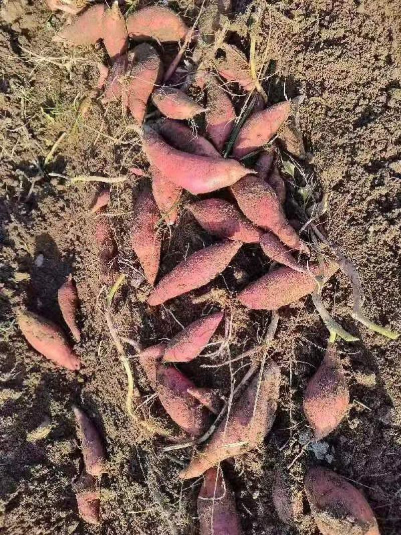 蜜薯