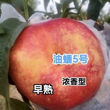 油蟠5号桃树苗,早熟油潘桃,口味浓甜,提供技术指导
