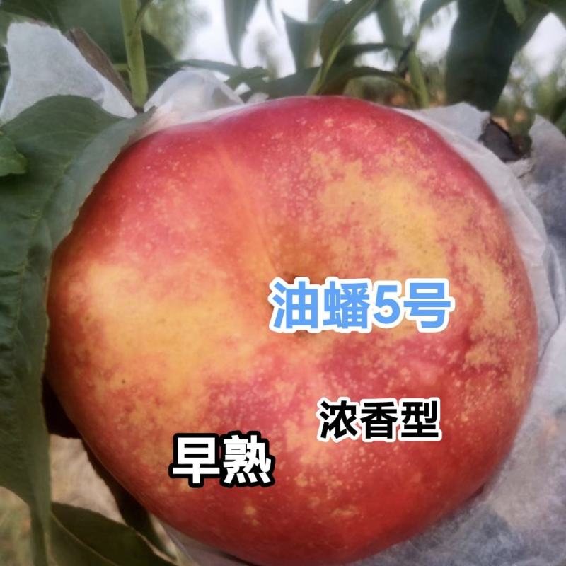 油蟠5号桃树苗，早熟油潘桃，口味浓甜，提供技术指导