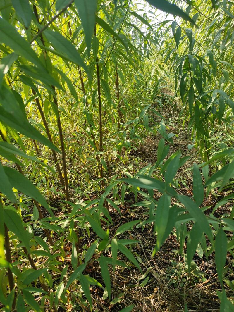 油蟠5号桃树苗，早熟油潘桃，口味浓甜，提供技术指导