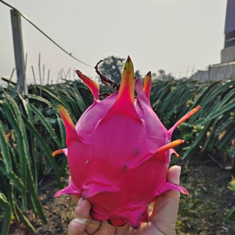红心火龙果
