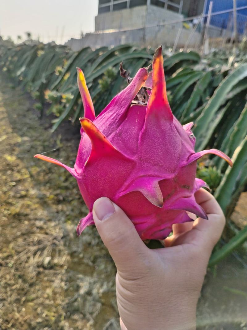 红心火龙果
